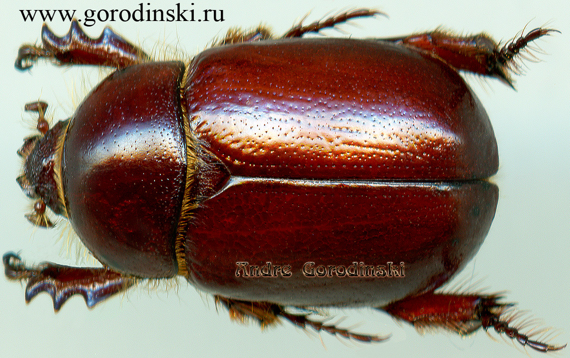 http://www.gorodinski.ru/scarabs/Coptognathus attila.jpg